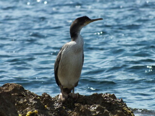 Cormorant standing on a rock sunning itself with sea in background