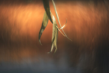 Colorful autumn leaves with a blurred background.