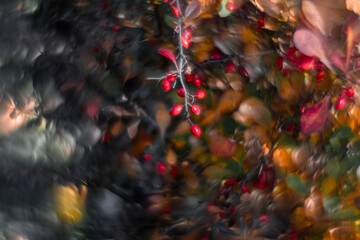 Colorful autumn leaves with a blurred background.