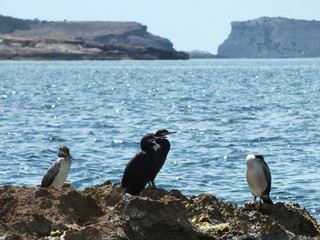 Gulp of cormorants sunning themselves in Sant Antoni de Portmany, Ibiza