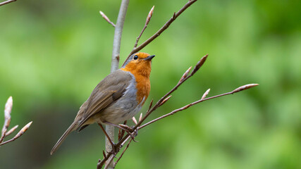 Portrait of a Robin in front of Green. High quality photo