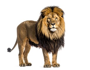 Obraz premium A regal lion stands proudly against a pure white background, showcasing its majestic mane