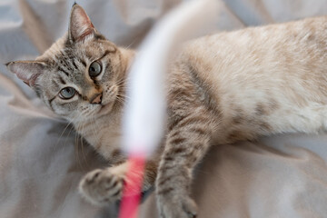 Obraz premium おもちゃで遊ぶ可愛い猫 