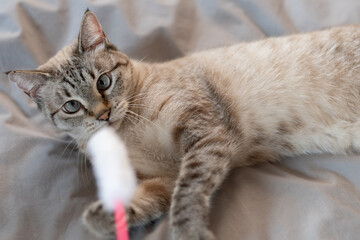 おもちゃで遊ぶ可愛い猫	