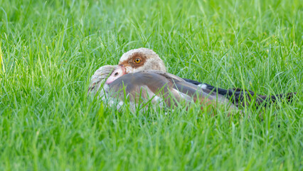 Invasive Egyptian Goose resting in the Grass. High quality photo