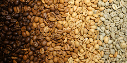 Coffee beans from green to dark roast. Texture of roasted beans background. Dark roasted arabica...
