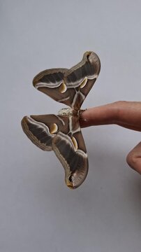 Silkmoth moth emerges from cocoon on a finger and unfolds its wings in a gentle display
