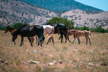 Fototapeta premium Wild horses in fields. Mustang walking through desert grassland. Herd of wild horses grazing. Horse freedom in wilderness. Wild mustangs wild spirit. Horse at desert plain.