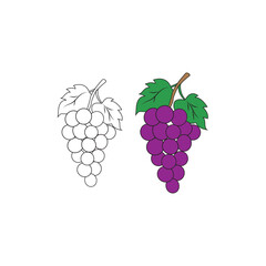 A simple grape illustration for coloring book element
