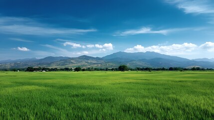 Fototapeta premium Vibrant green agricultural field stretches toward distant hazy mountains beneath a clear blue sky