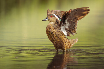 The&nbsp;Grey Teal&nbsp;or Anas gracilis is a&nbsp;small dabbling duck widely distributed across Australia.