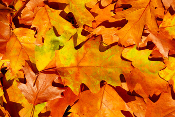 Autumn fall background. Maple and oak fall foliage. Yellow and orange fall leaves closeup.