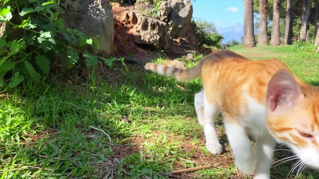 Ginger and white alley cat walking on green grass. Stray cats in Turkey. Summer day, trees, mountains and blue sky on background