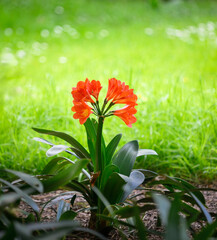 Clivia miniata, also known as Natal lily or bush lily.