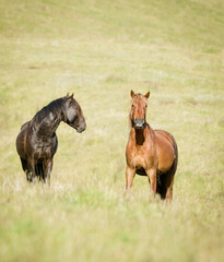 Two Kaimanawa horses among green grass. Kaimanawa Range. New Zealand.