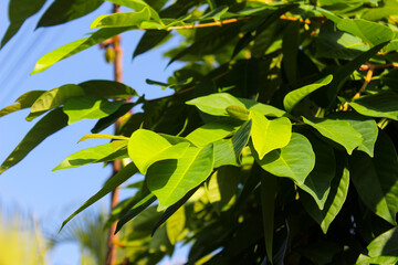 Syzygium polyanthum or Indonesian Bay Leaf or Indonesian laurel in Indonesia it is commonly known as "daun salam". The leaves traditionally used as a food flavouring. Aromatic leaves. Food ingredients
