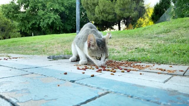 Gray alley cat eating food in public park. Feeding stray cats in Turkey. Summer day