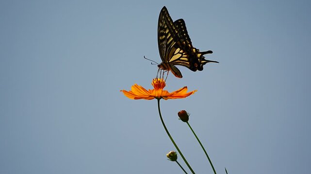 コスモスの花の蜜を吸うアゲハ蝶をスローモーションで