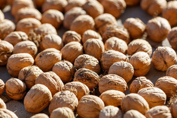 Walnuts are dried in the sun. Close-up
