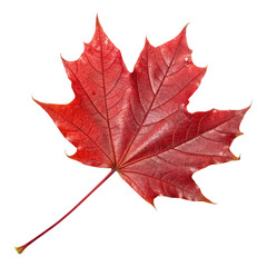 Obraz premium Closeup of a vibrant red maple leaf, showcasing its intricate veins and unique shape isolated on transparent background