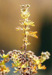 A plant with yellow leaves and brown flowers