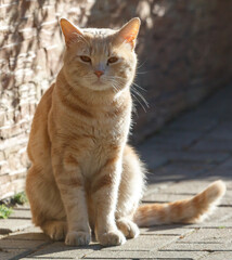 A cat is sitting on a brick sidewalk
