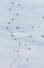 A flock of birds flying in the sky