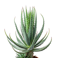 Fototapeta premium Aloe distans succulent plant isolated on transparent background, showcasing its unique spiral arrangement and spiky green leaves