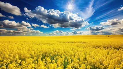 Golden rapeseed fields in full bloom under a bright sunny sky with few fluffy white clouds
