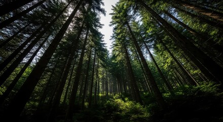 Obraz premium Majestic pine forest canopy under clear blue sky
