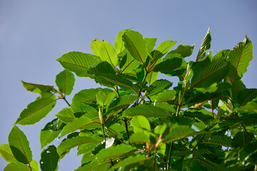 Low angle view of mitragyna speciosa or Kratom leaf on field