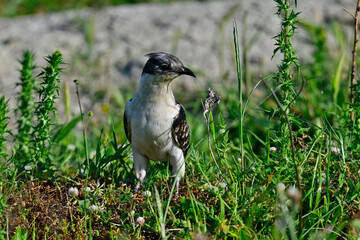 Häherkuckuck // Great spotted cuckoo (Clamator glandarius)- Narta lagoon, Albania