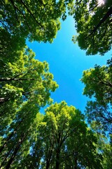 Obraz premium Sunlight filtering through a canopy of deciduous trees in summer A high angle view looking up into a dense deciduous forest canopy in the peak of summer. Bright, clear sunbeams are dramatically