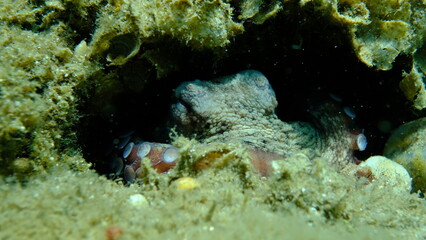 Common octopus (Octopus vulgaris) undersea, Aegean Sea, Greece, Halkidiki, Pirgos beach
