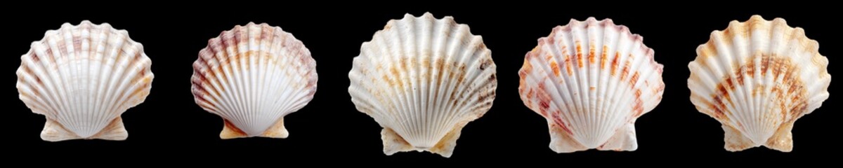 Obraz premium Collection of Colorful Seashells Against Black Background