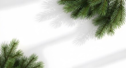 Obraz premium Close up of pine needles and branches casting soft shadows on a white background