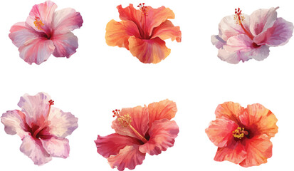 flowers isolated on white background