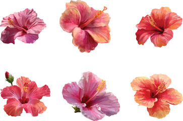 pink hibiscus flower