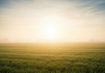 Obraz premium Golden sunrise over a vast green field with soft fog and a clear horizon, creating a serene and tranquil natural landscape