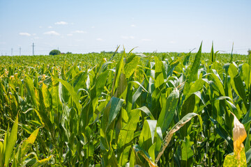 A vast cornfield stretches under a clear blue sky. Tall green corn plants dominate the landscape, showcasing healthy agricultural growth.