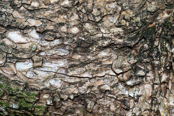 Detailed Close-Up of Rough and Cracked Tree Bark Texture
