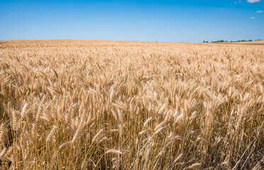 Golden wheat field under a clear blue sky. The crops are ripe and ready for harvest, showcasing the beauty of agriculture and rural landscapes.