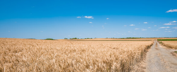 Golden wheat field under a clear blue sky. A dirt path runs through the field, showcasing the harvest season in agriculture.