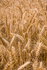 Fototapeta premium Golden wheat field ready for harvest. Tall stalks sway gently in the breeze under a clear blue sky. A symbol of agriculture and abundance.