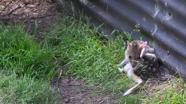 eastern Quoll, Dasyurus viverrinus, small carnivorous marsupial fast and agile solitary predator and endangered species living in a protective enclosure.