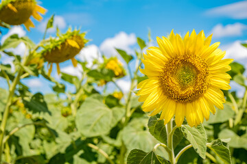 A vibrant sunflower stands tall in a field, surrounded by green leaves and other sunflowers. The sky is blue with fluffy clouds, indicating a sunny day.