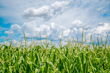 Fototapeta premium A lush green cornfield stretches under a bright blue sky with fluffy white clouds. The tall corn plants are healthy and thriving, showcasing agricultural growth.