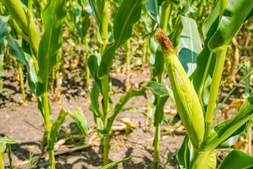 Close-up of corn plants in a field. Green stalks with developing ears of corn. Agricultural setting showcasing crop growth and farming practices.