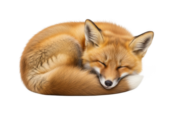 Sleeping red fox curled up cute animal wildlife mammal forest predator isolated image stock photo png clipart vector graphic isolated on transparent background