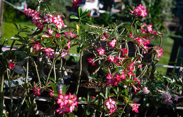 flowers in the garden